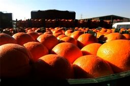 تکلیف پرتقال های رنگی یکسره شد / مردم دل نگران حتما بخوانند