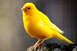 معاوضه قناری با ۴.۵ کیلو طلا در ایران!
