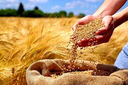 قیمت گندم نباید از ۵۰ هزارتومان کمتر باشد
