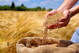 بمب خبری برای بازار آرد و نان ایران / سرازیر شدن سیل گندم‌های روسی از دریای خزر
