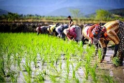 پیش‌بینی تولید برنج در سال جاری