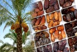 خبر مهم درباره وضعیت تامین خرما در کشور
