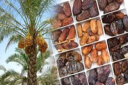 خبر مهم درباره وضعیت تامین خرما در کشور
